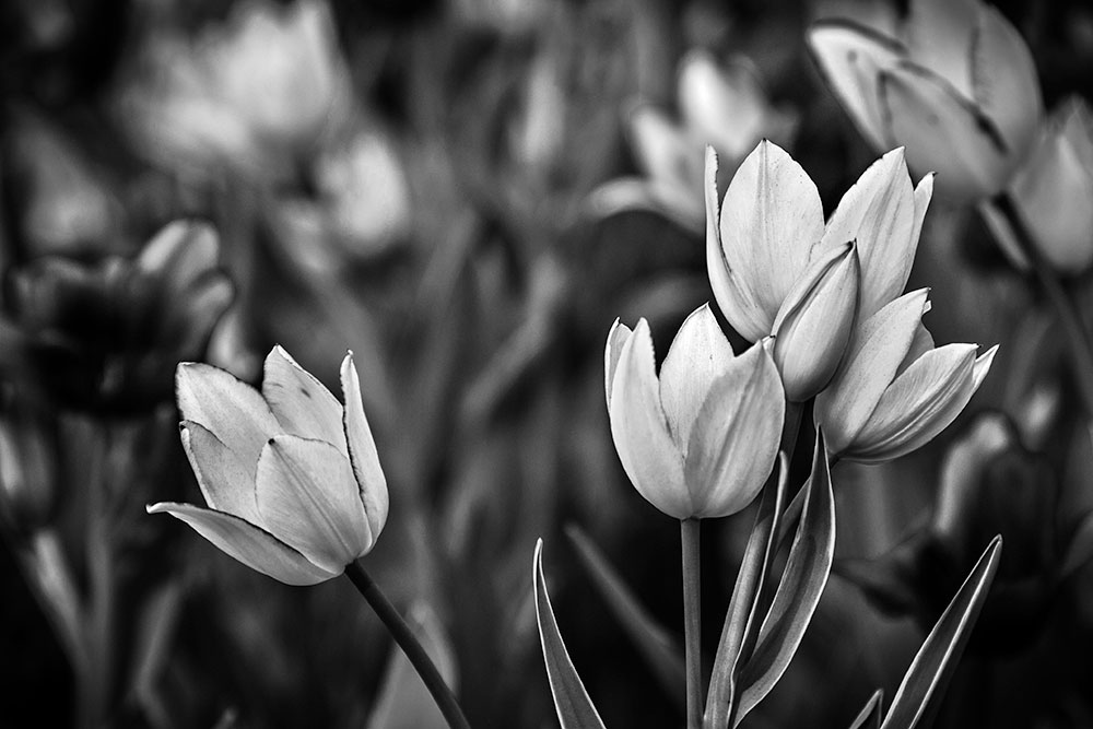 Canadian Tulip Festival 2